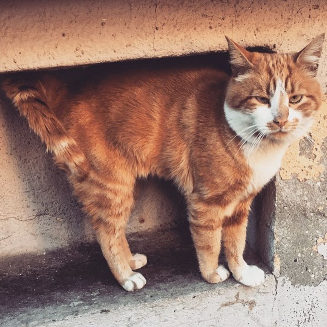 CATS